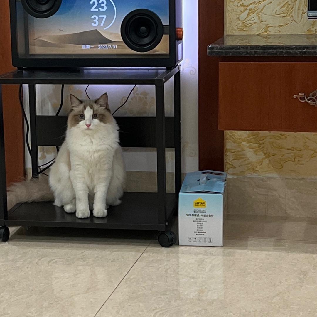 露西妮