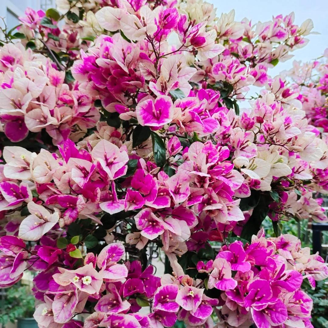 阳光花卉