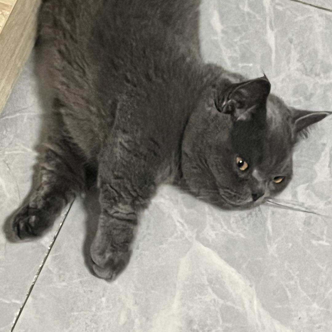 懒子嘛