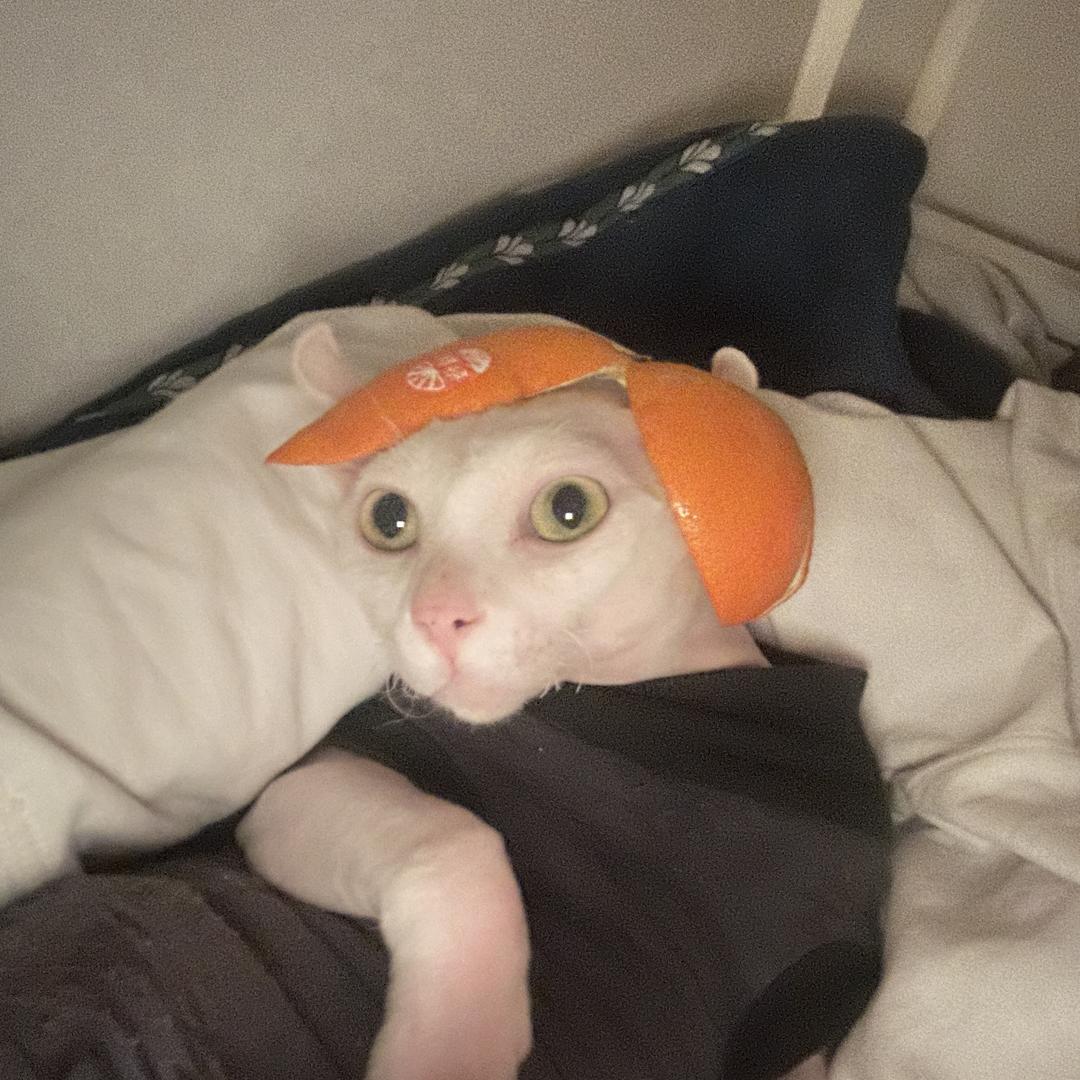 书桐