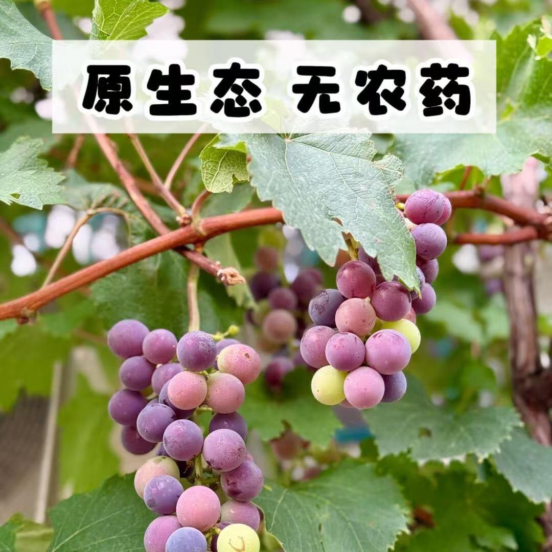 母婴葡萄阿宁🍇