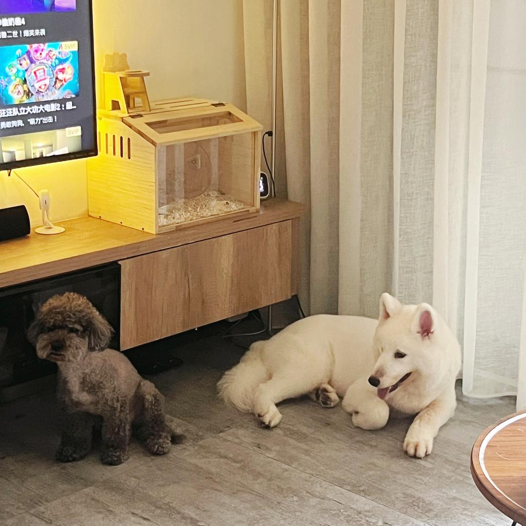 没头脑&不高兴🐾