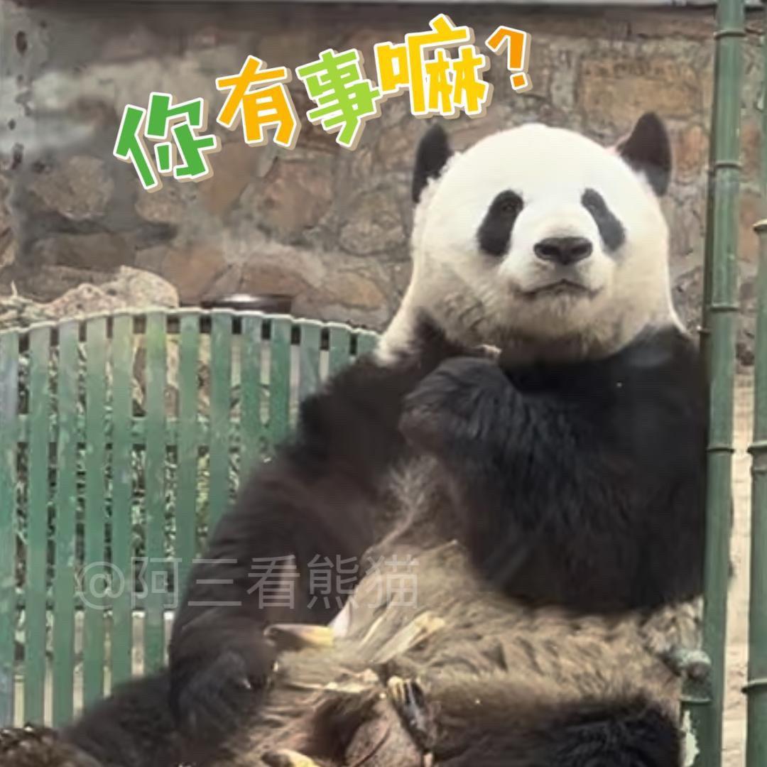 阿三看熊猫