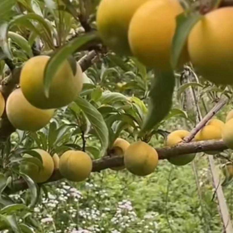 古蔺蜂糖李种植