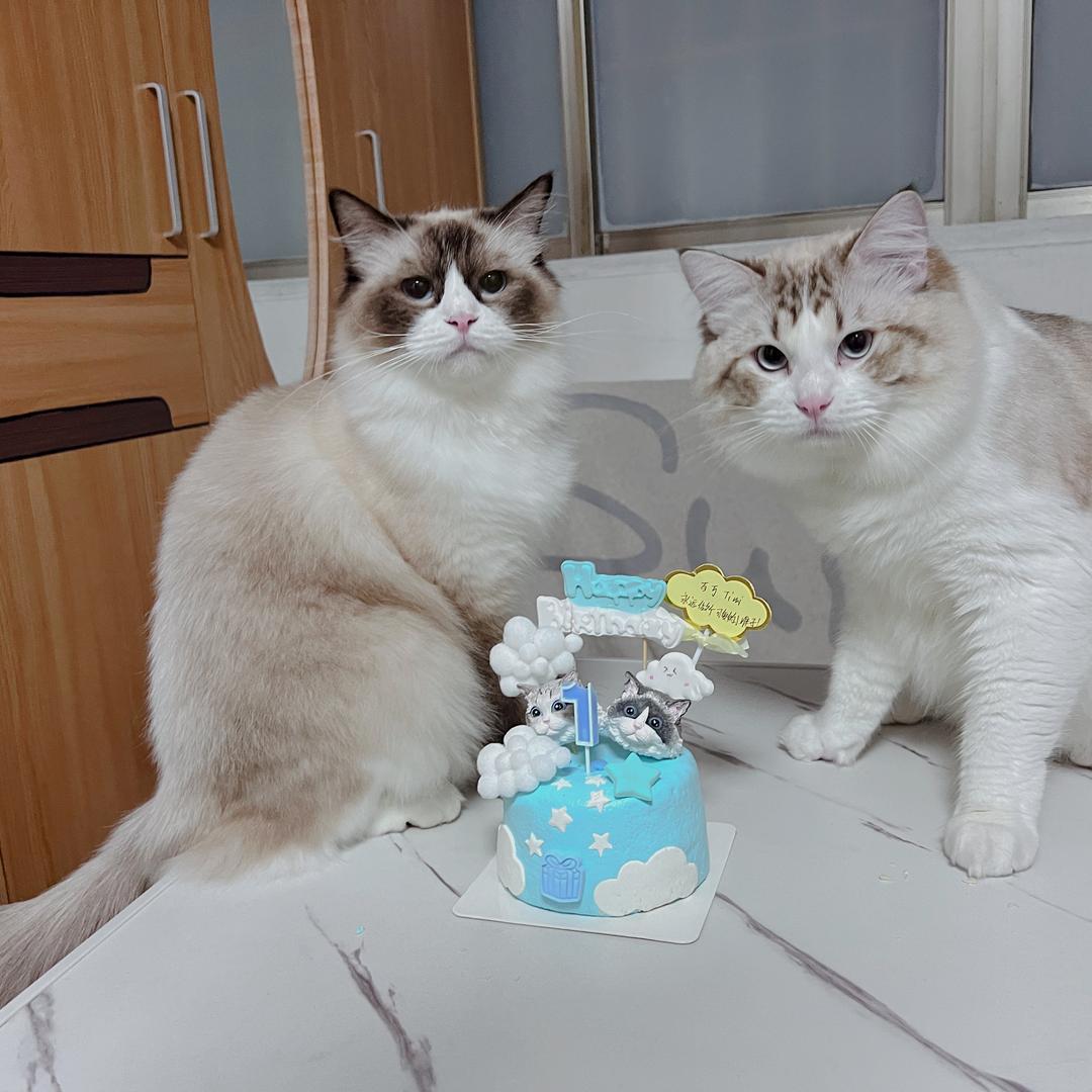 百万TIMI是大猪咪🐷