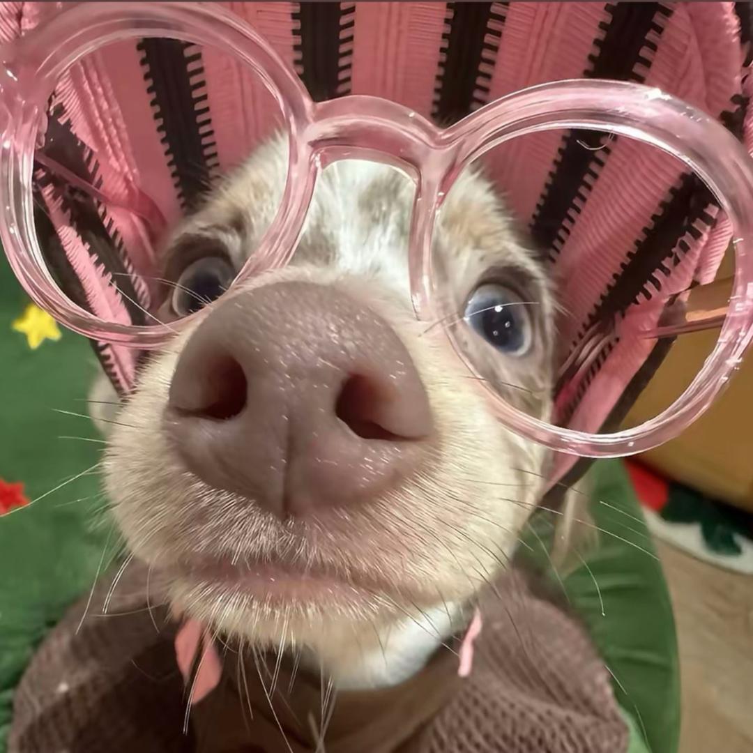 🌷