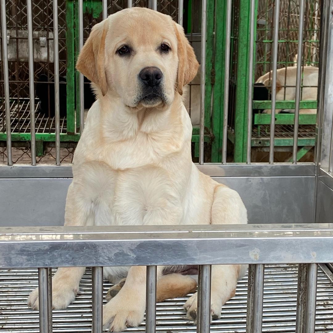 军航纯种拉布拉多006