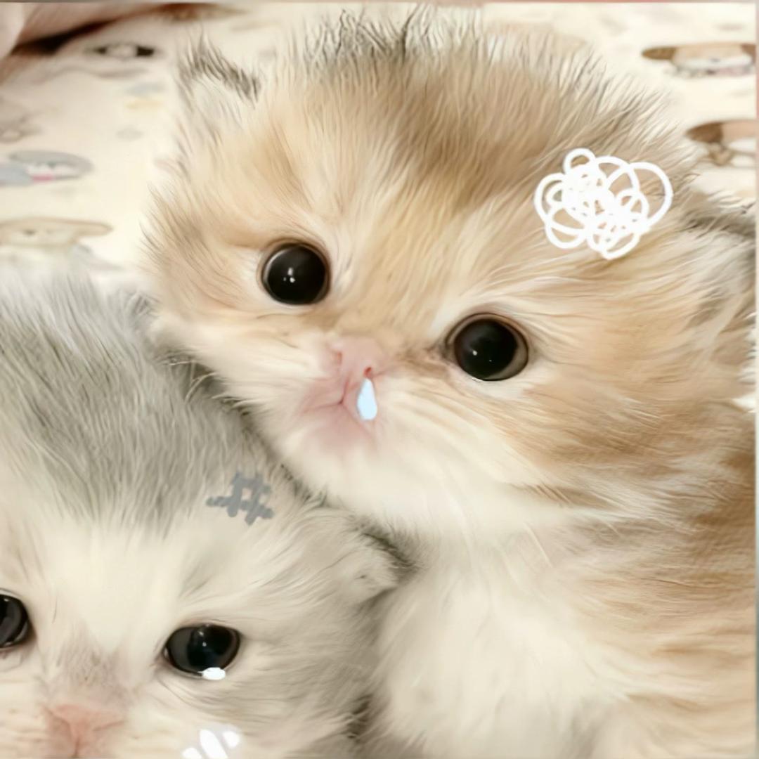 比狗困
