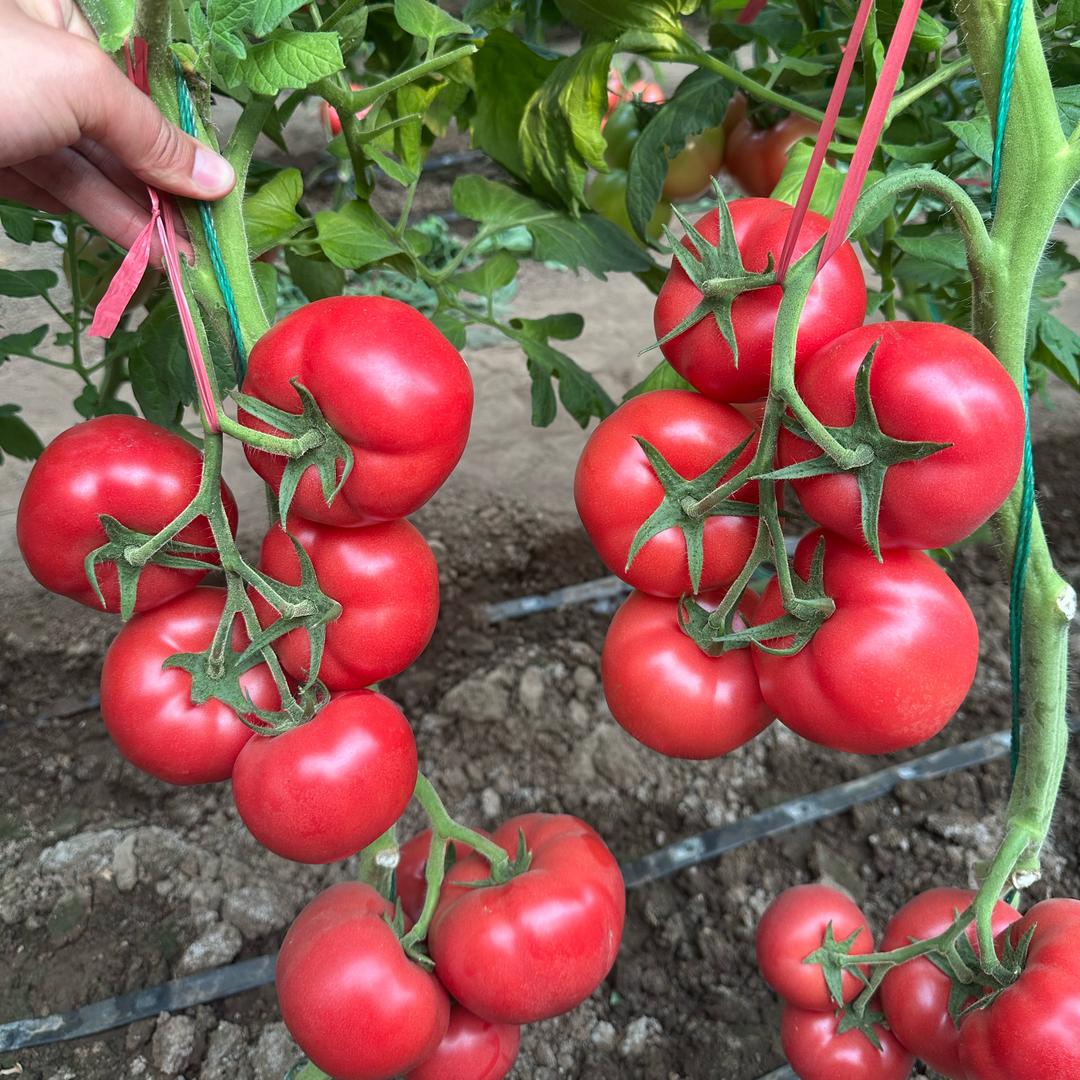 种苗严选～小程哥