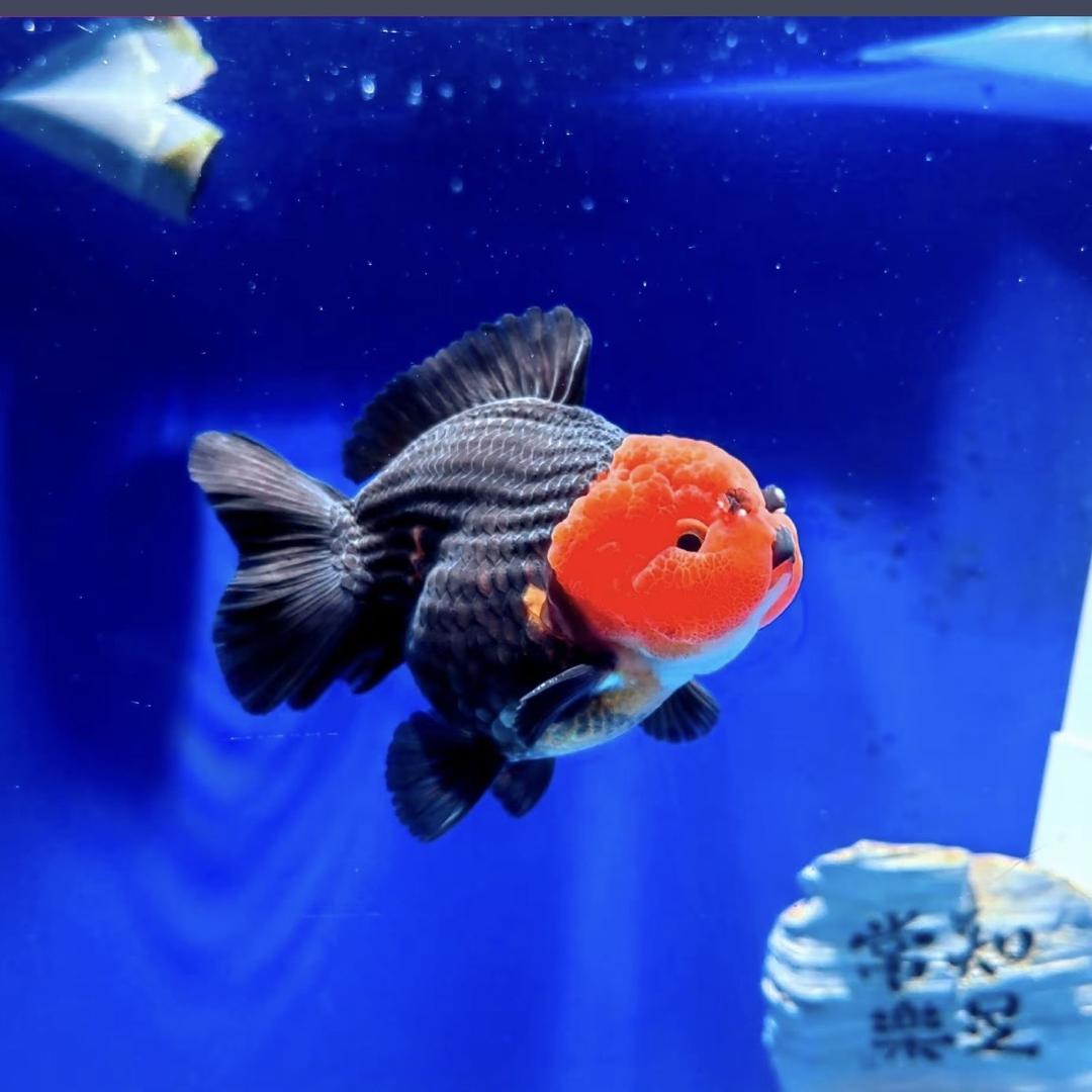 胜达渔场销售号