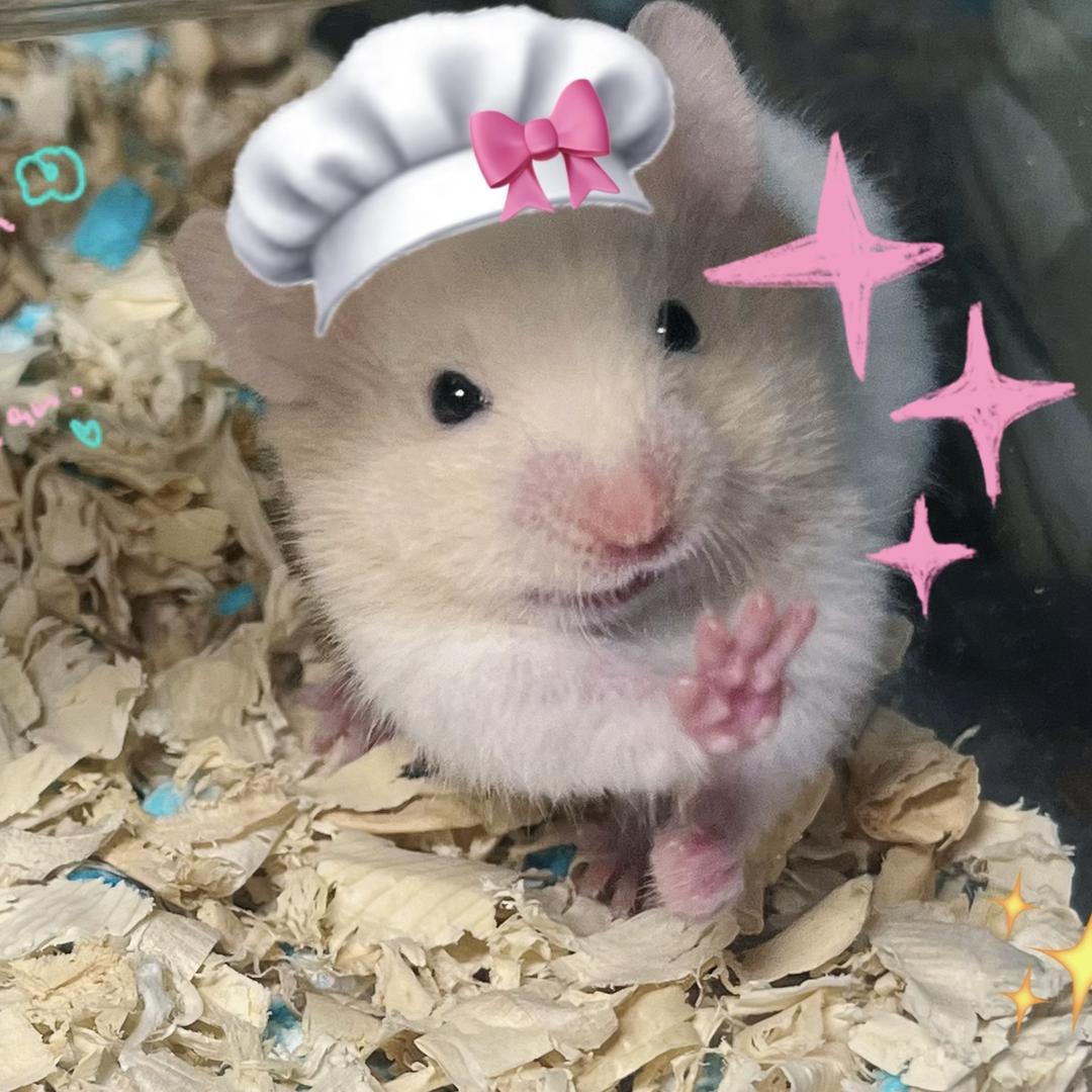 鼠宝有点凶🐹