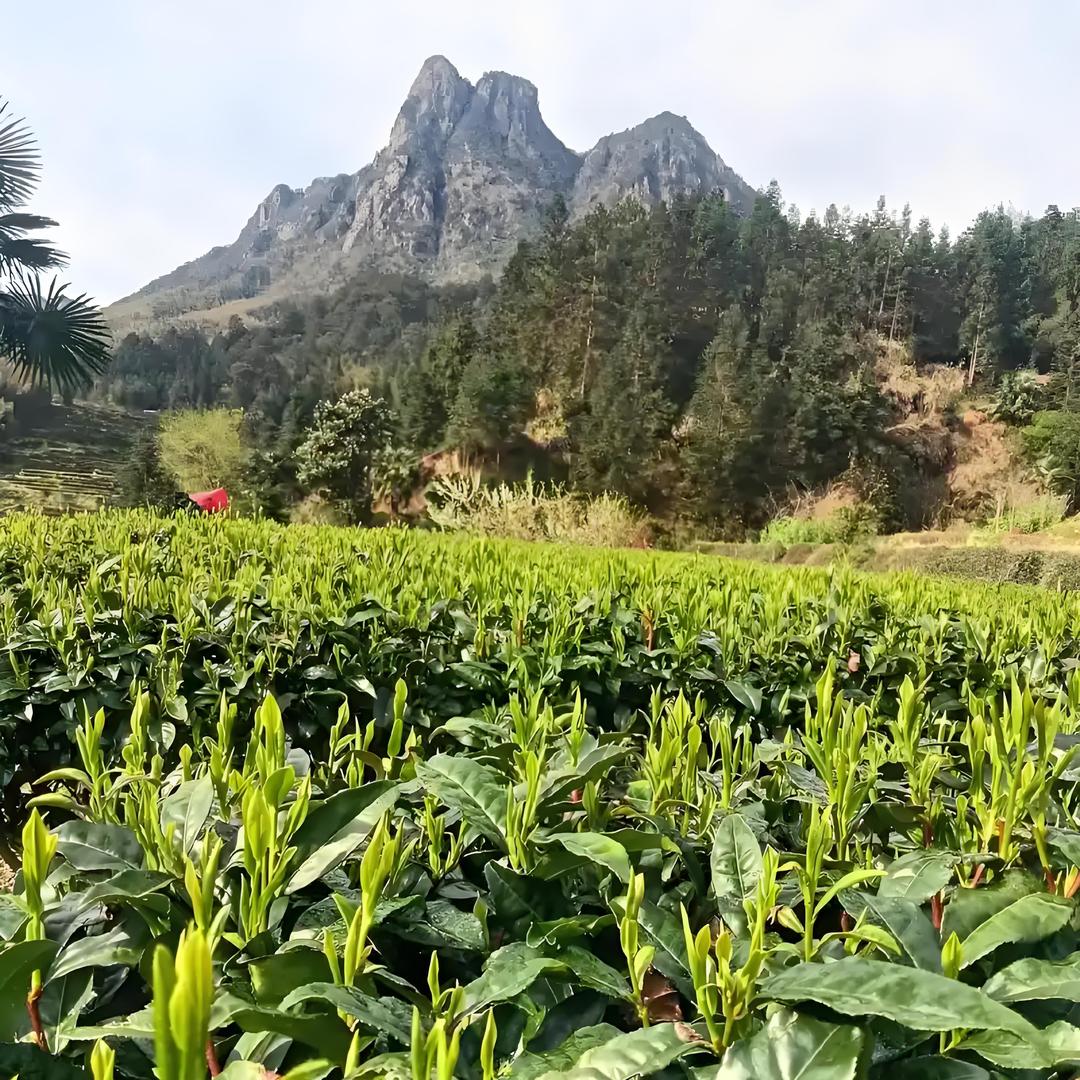 🌱少叶哥🍃🍵