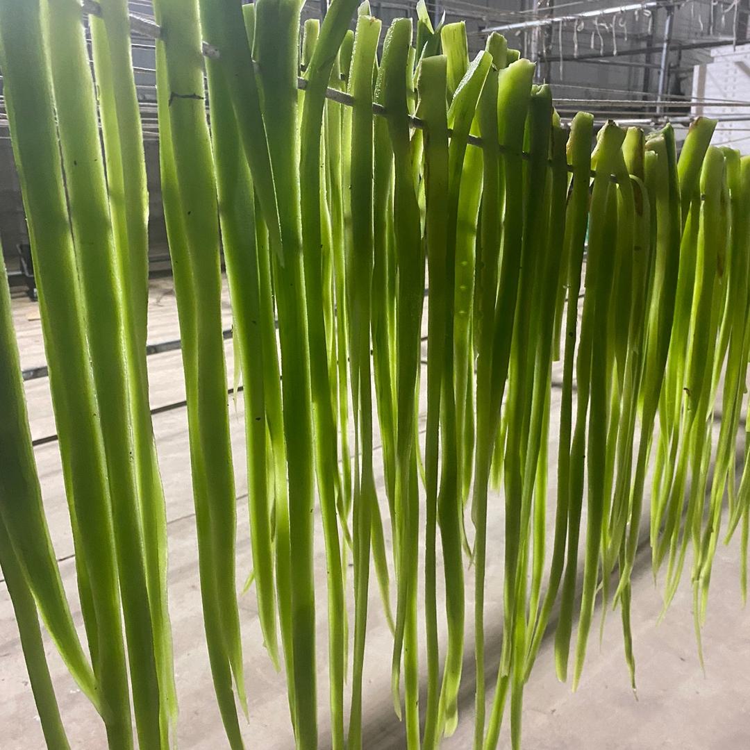 滇菌果蔬