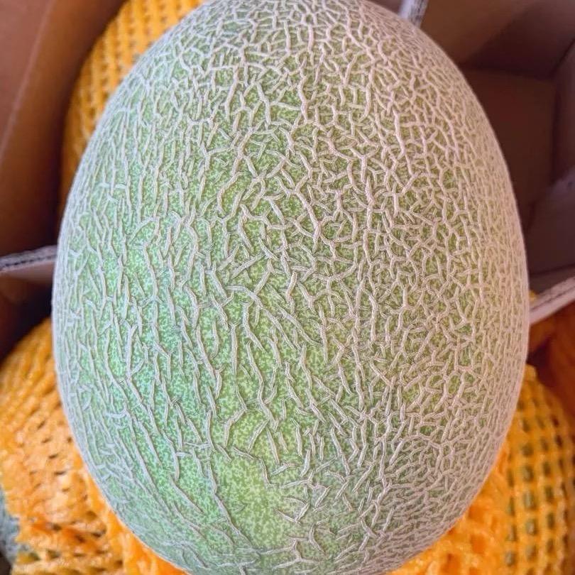 新疆（哈密瓜）