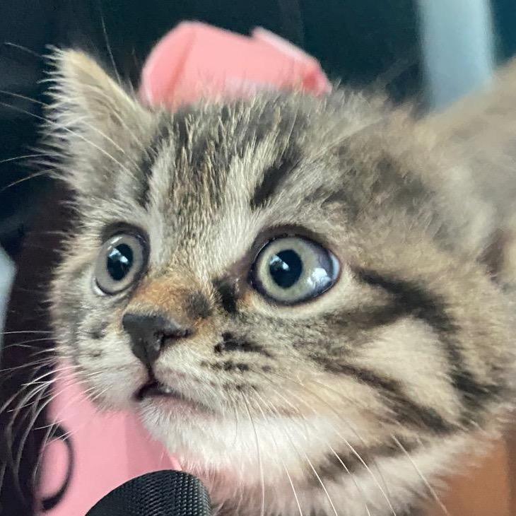 我算那块小饼干🍪