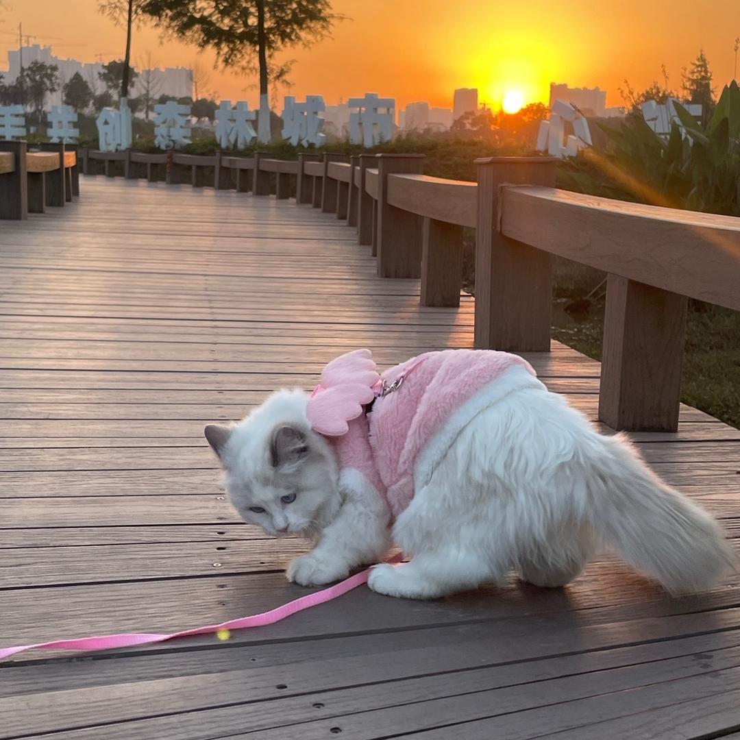 小猫咪🐱