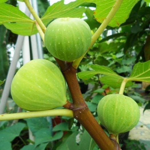 威海兴隆无花果苗圃(采摘园)