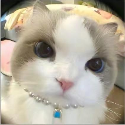 一只猫