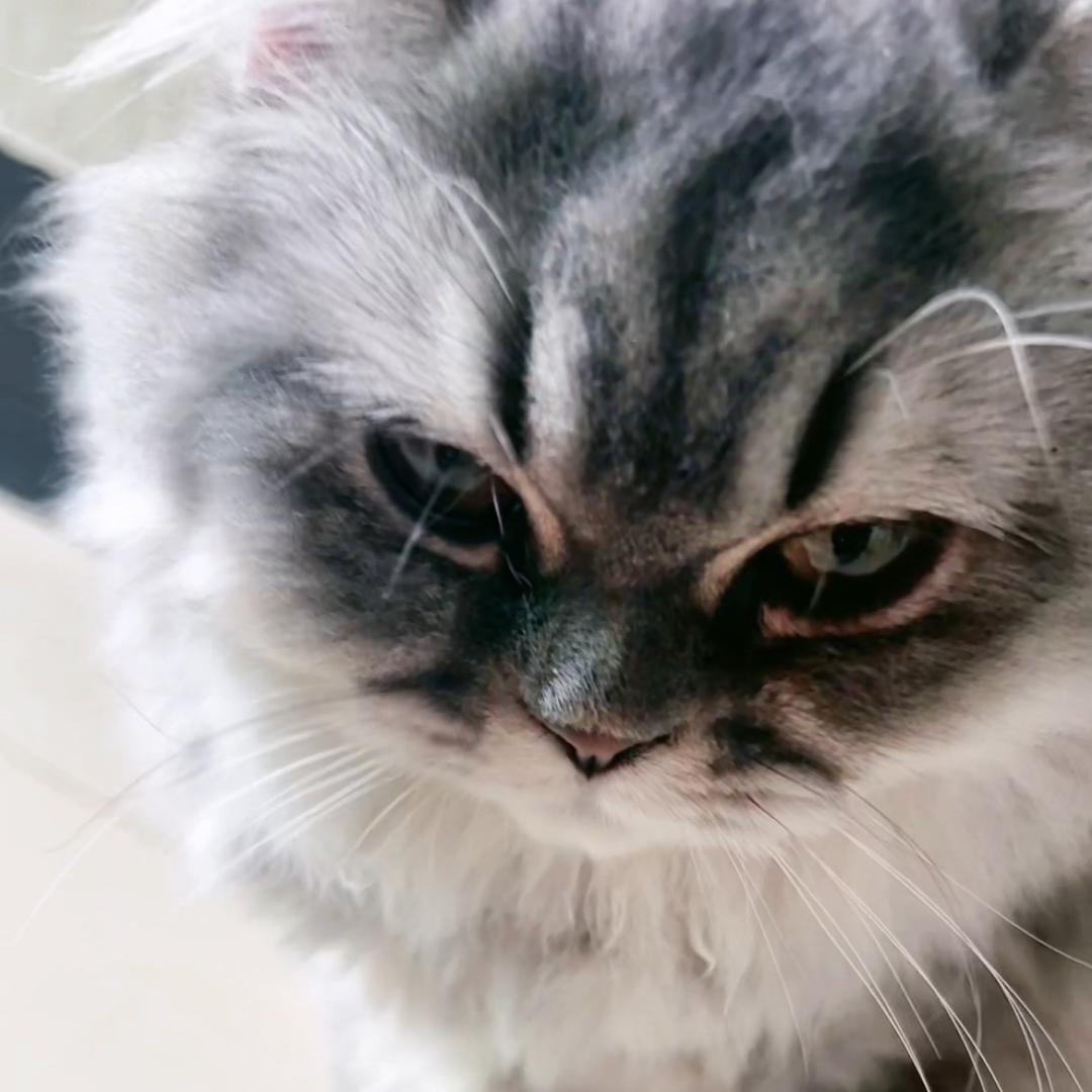 猫弟