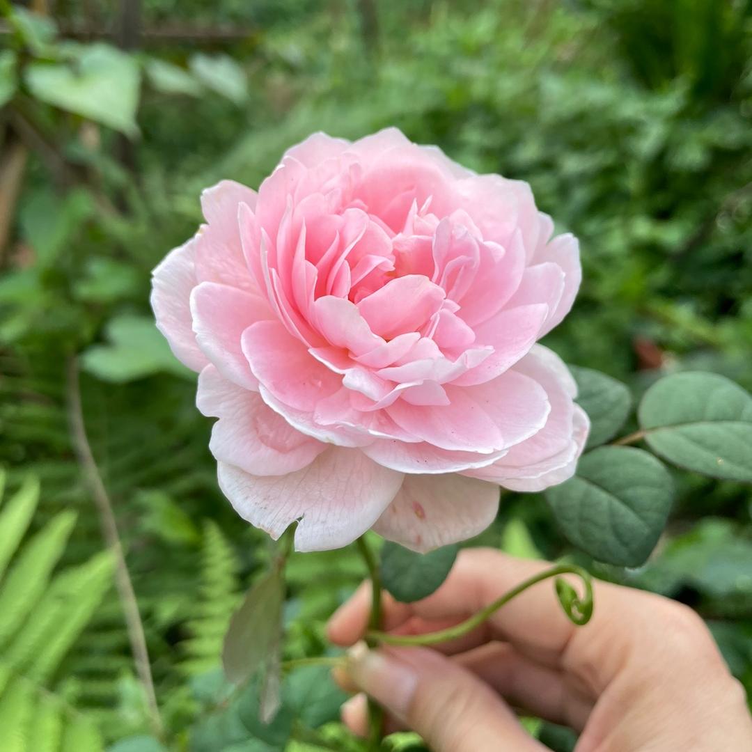 一起来养花L
