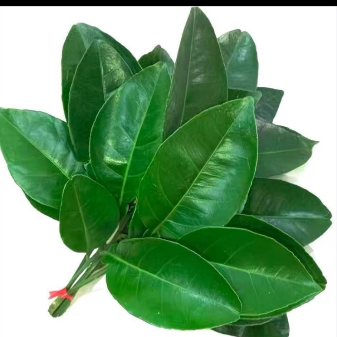 小鹿渐渐被遗忘！