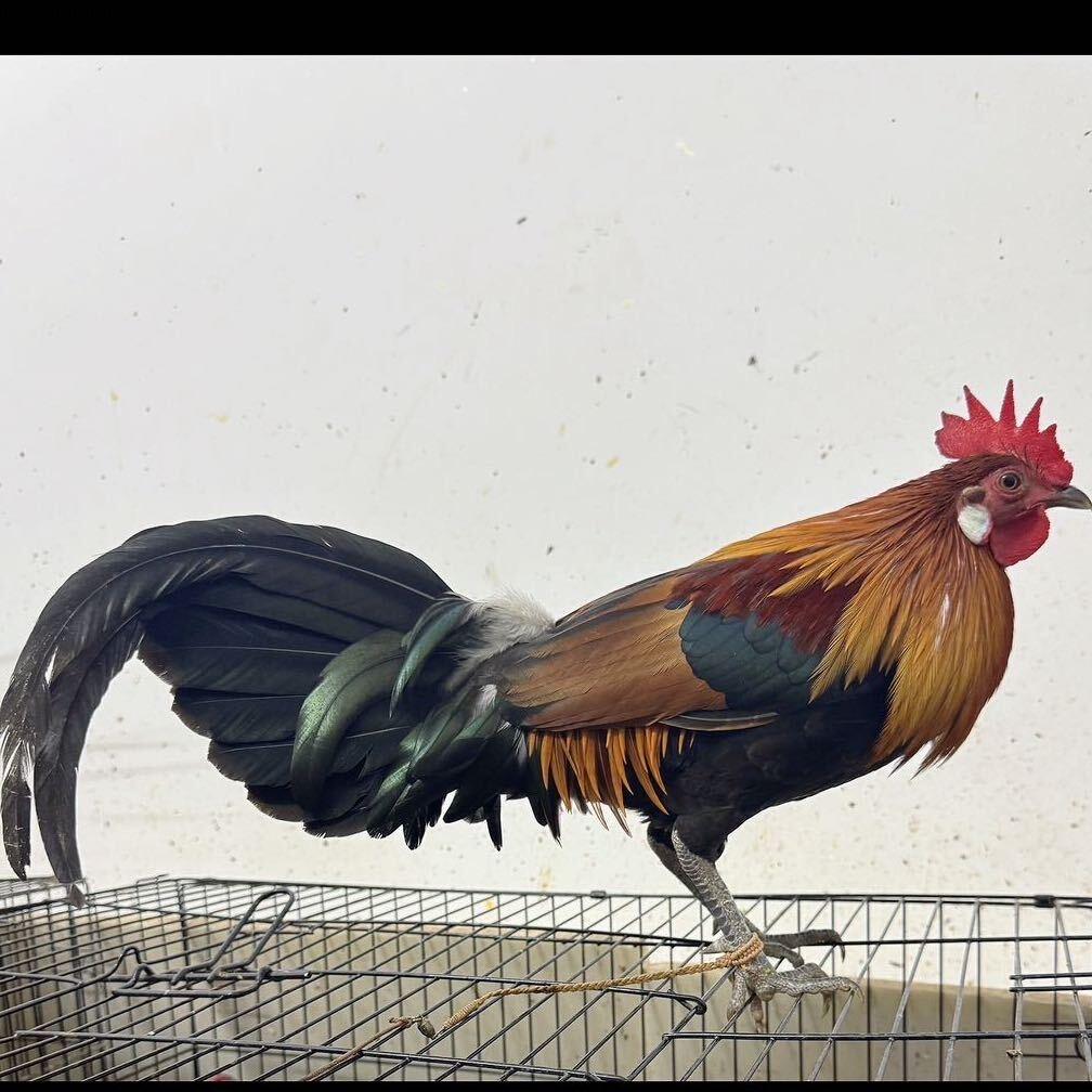 越南大百耳