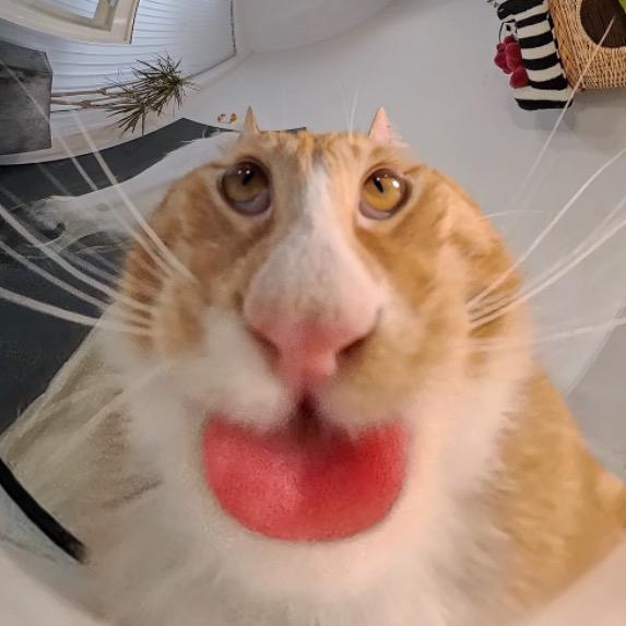 大橘来啦🐱