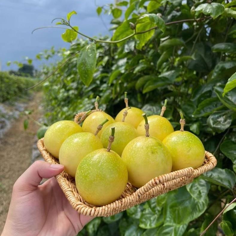 海口琼山琼果供应链