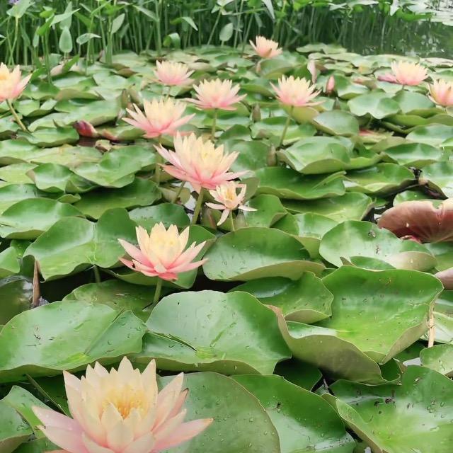 汪怡云