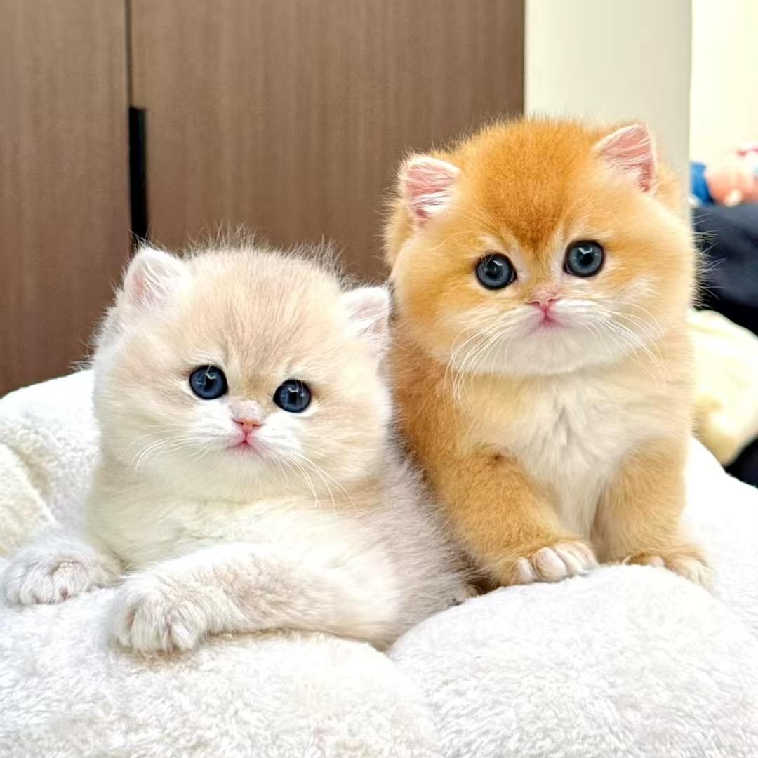 泡泡猫舍-豹豹