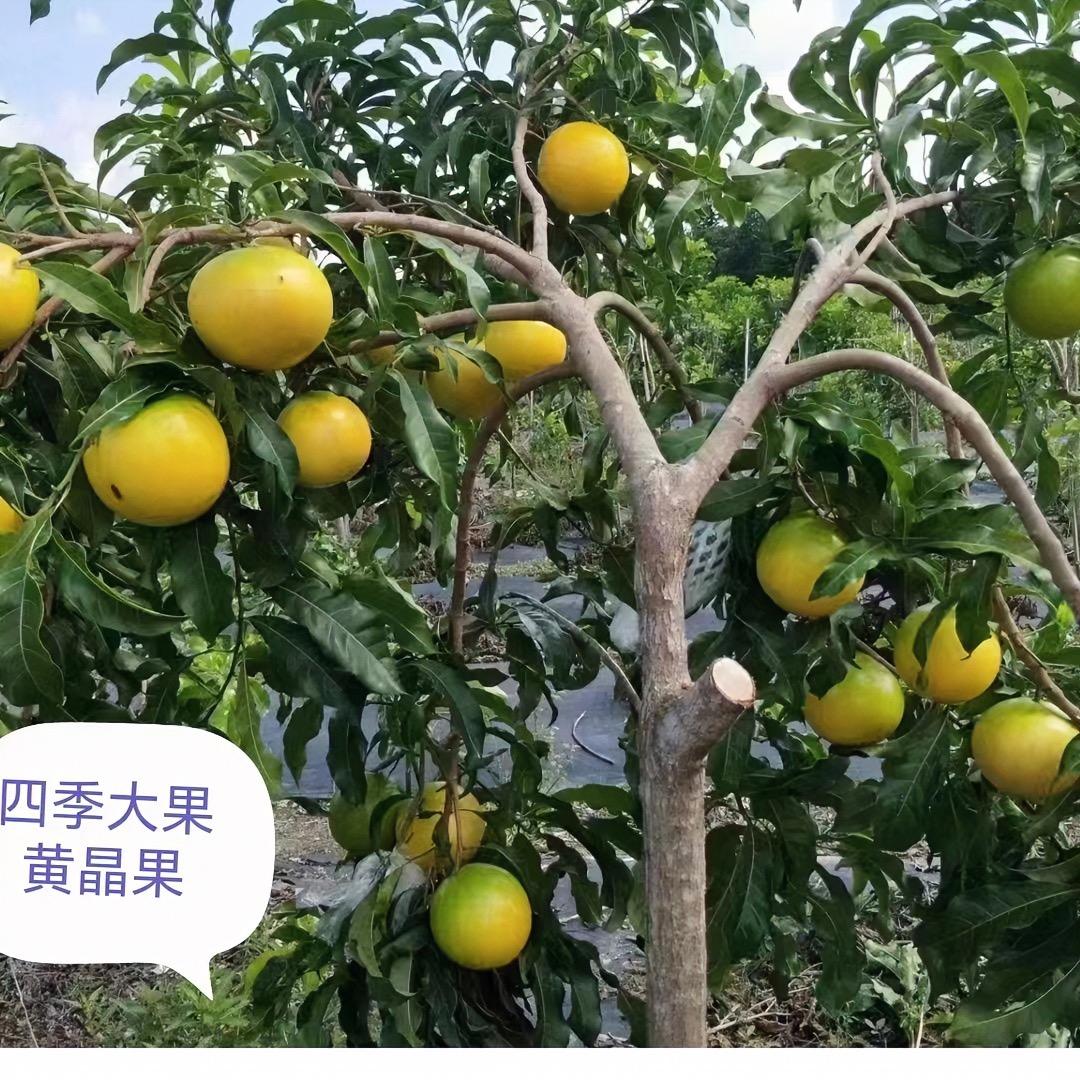 铭汇果树苗木专营店