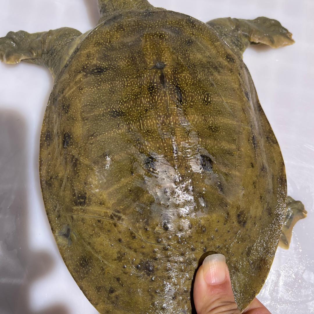 娟娟精品生态甲鱼