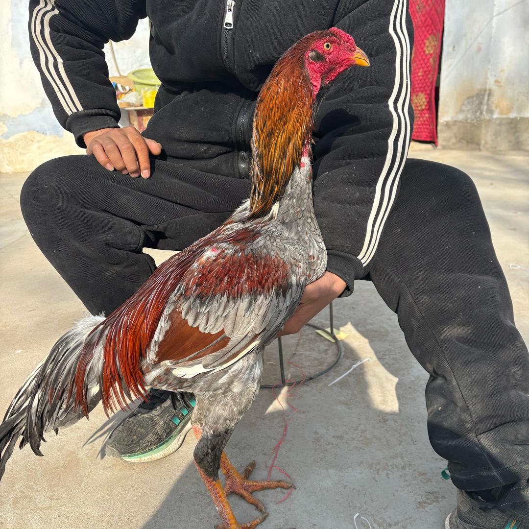 斗鸡小老弟