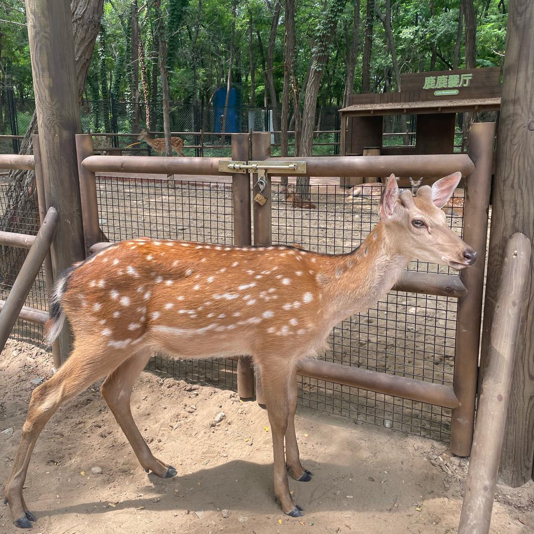 D瑶瑶妈