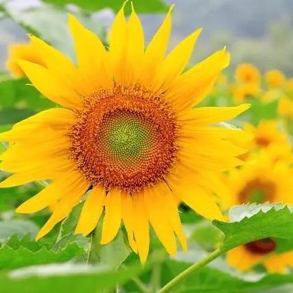 🌼溜溜☁️