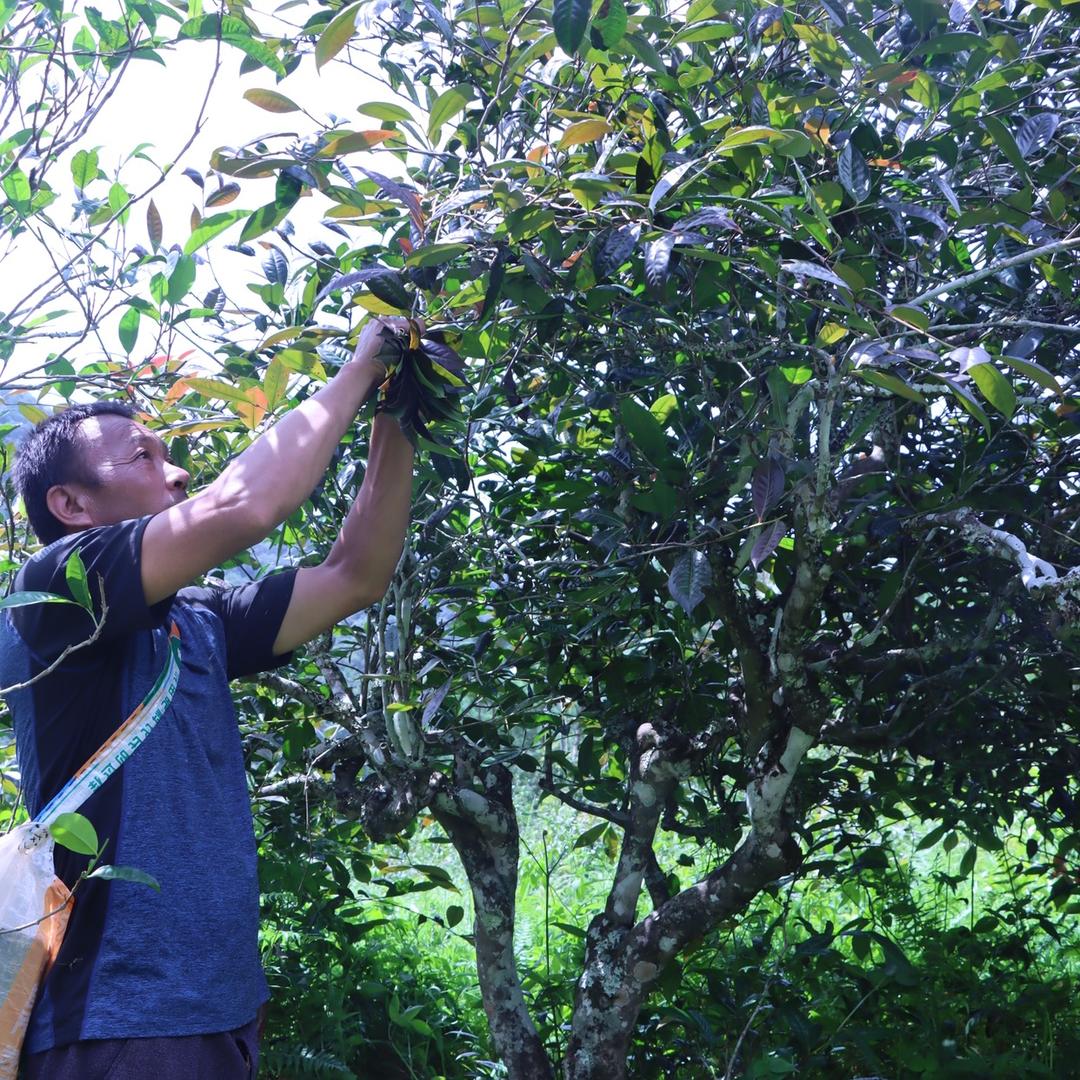 谷林古树普洱茶（茶农直销)