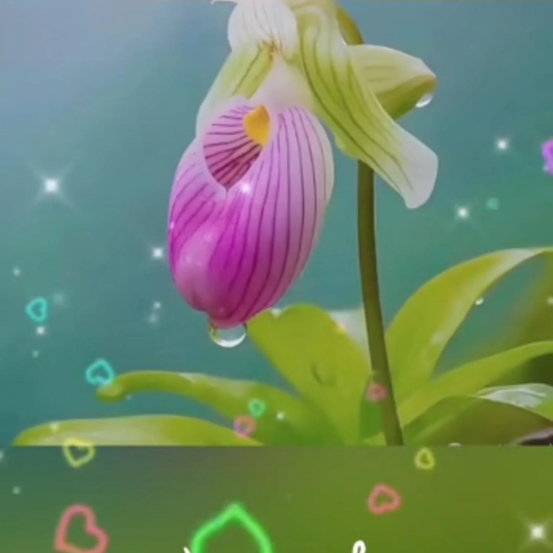 华姐想飞（不定时直播）