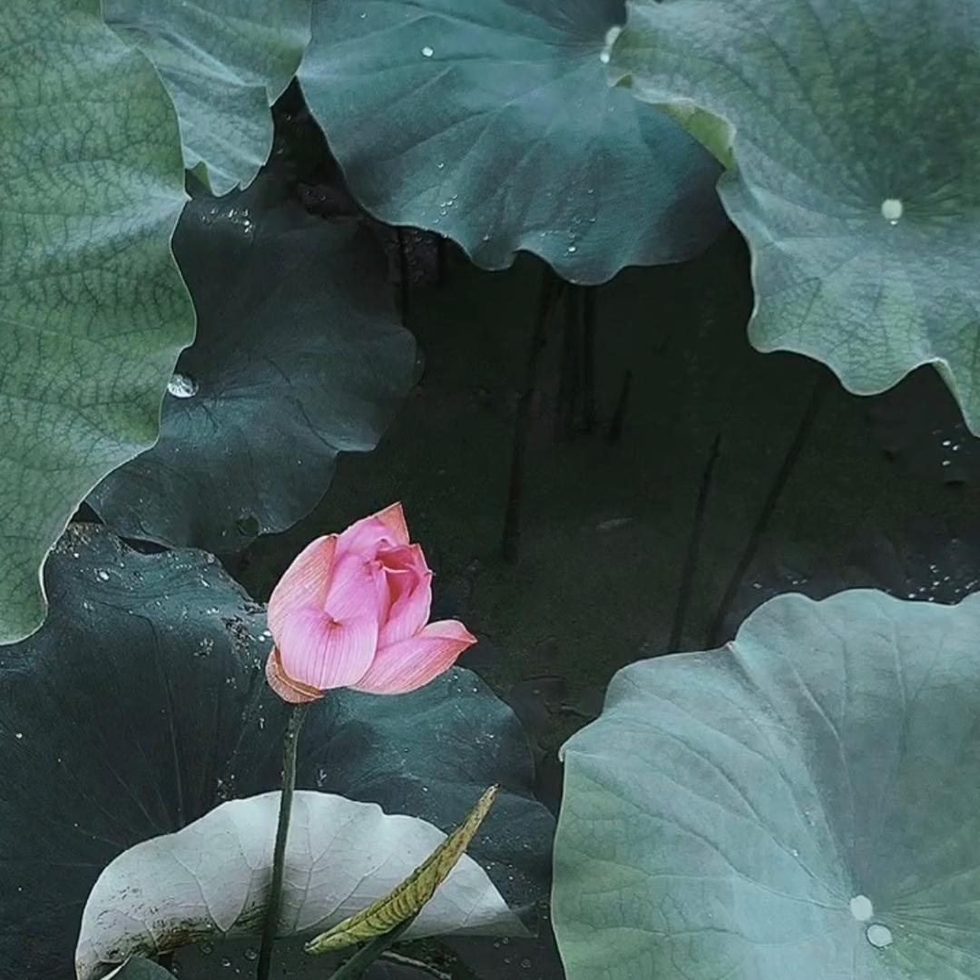 小劉L