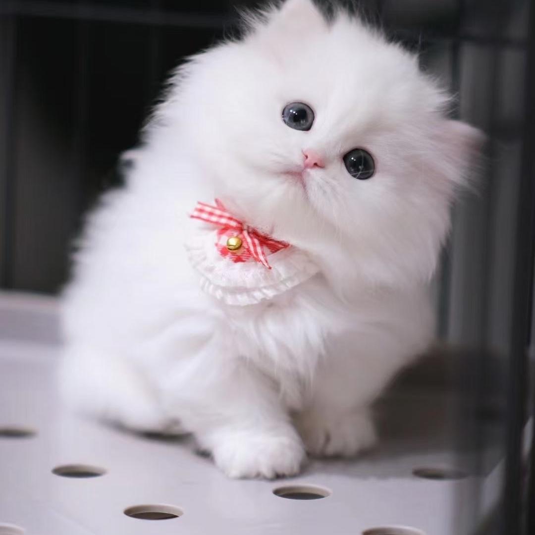 小小王的大本营