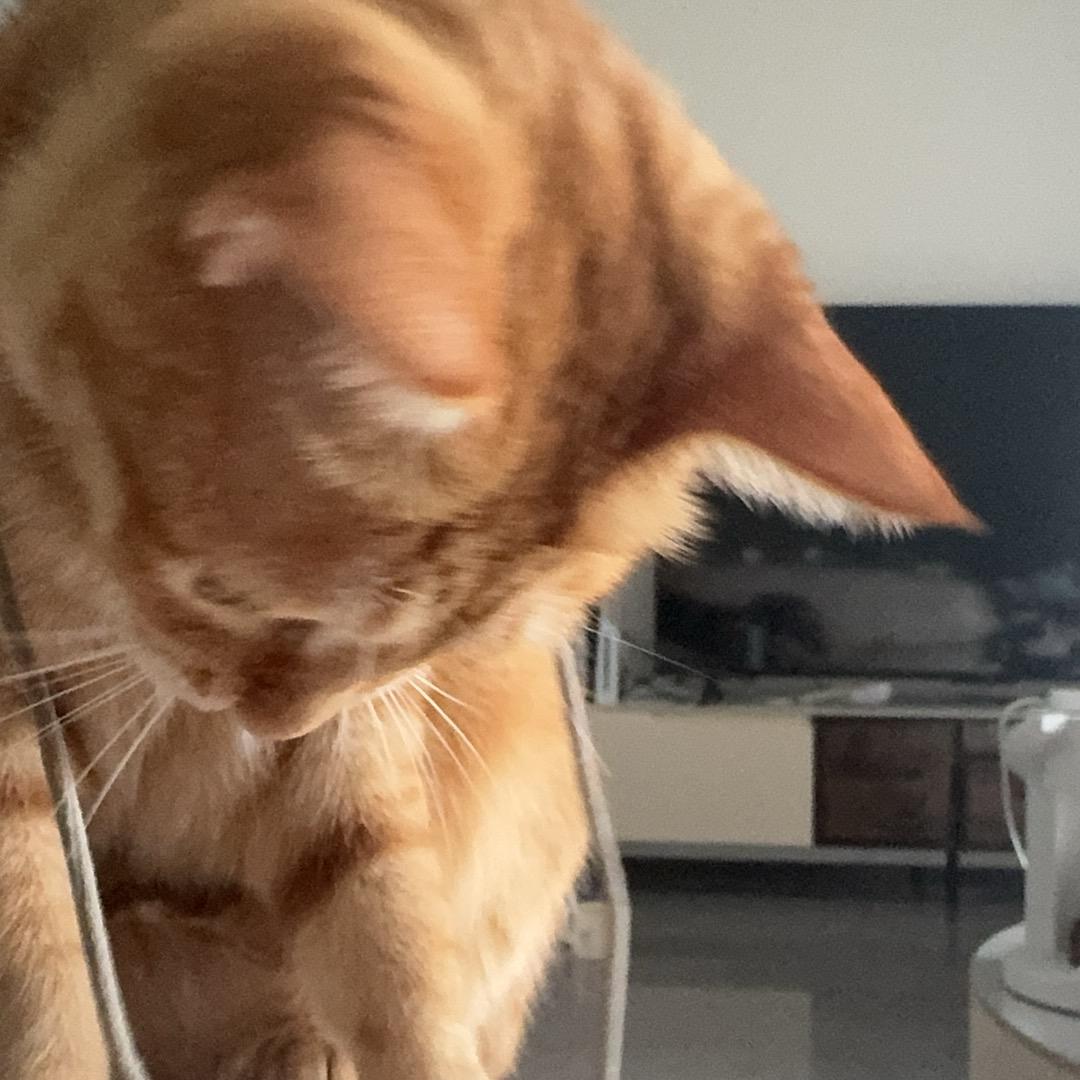 呼呼