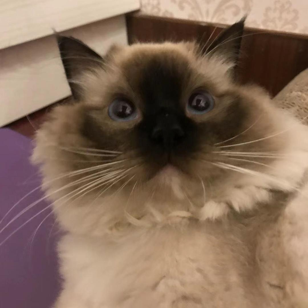 鸡爷来到直播间