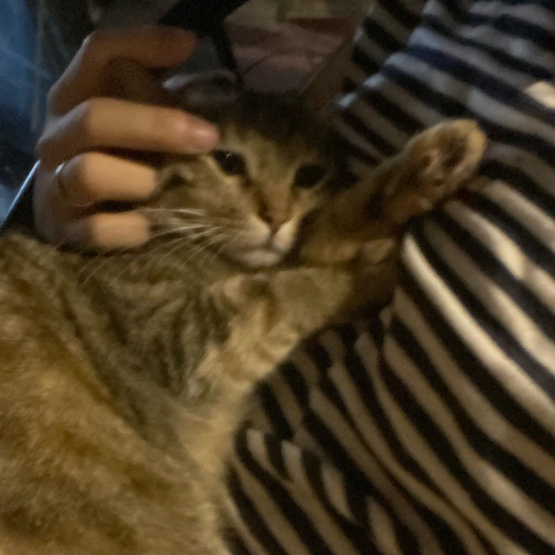 今晚怎么说