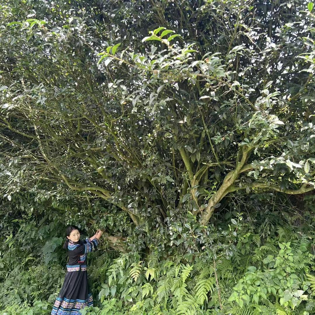 兰泥沁茶业