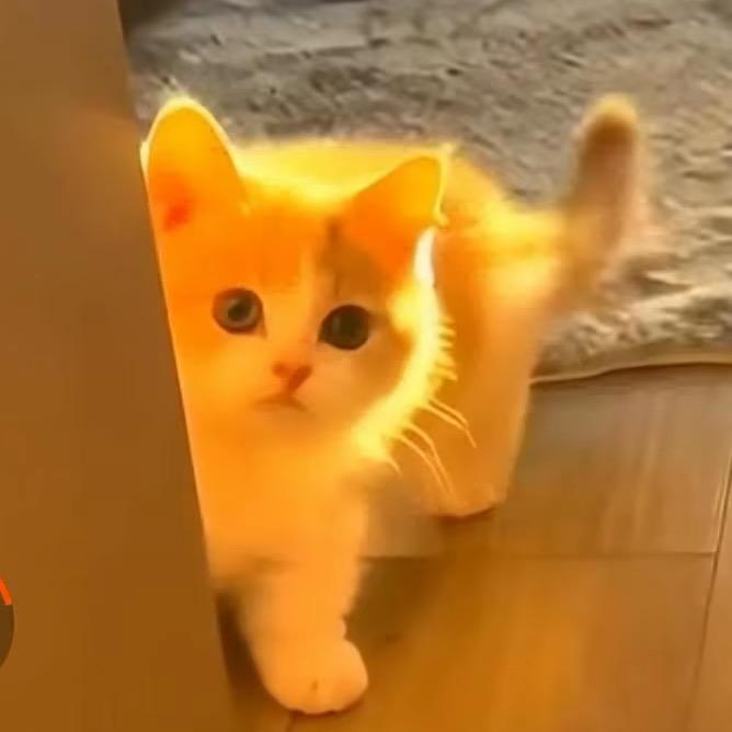一猫一人头像