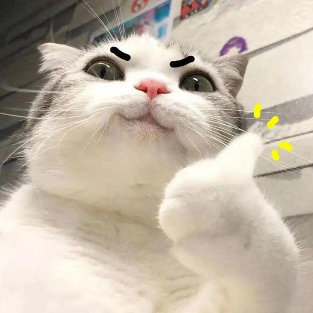 猫meme璨