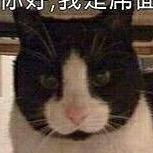 奶牛猫