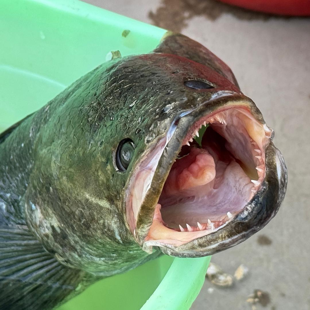 🐸快乐的小青蛙