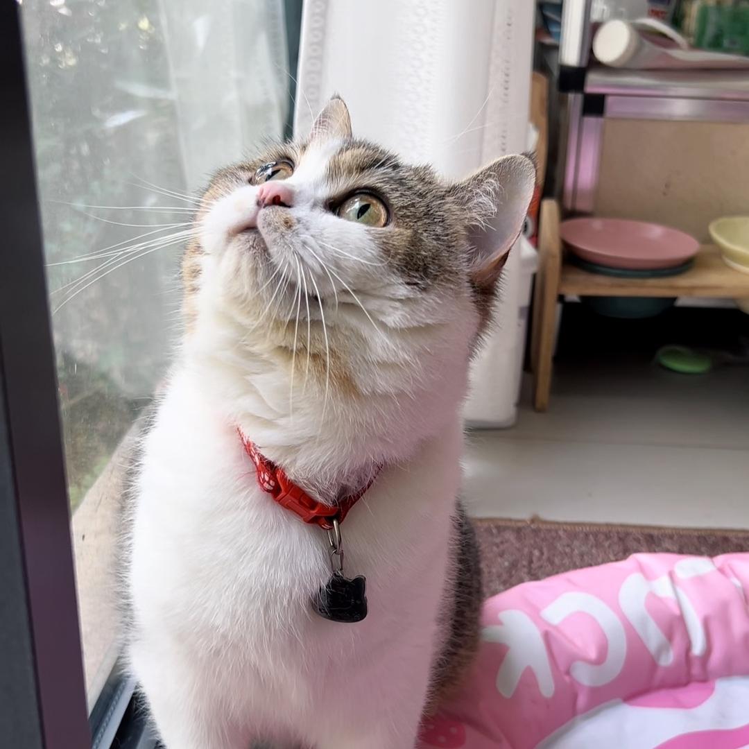 球妈不是猫【双12直播🎉宠物食品】