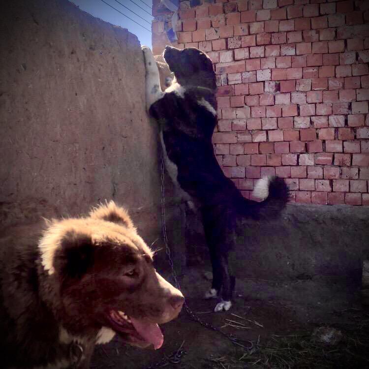 猛犬部落