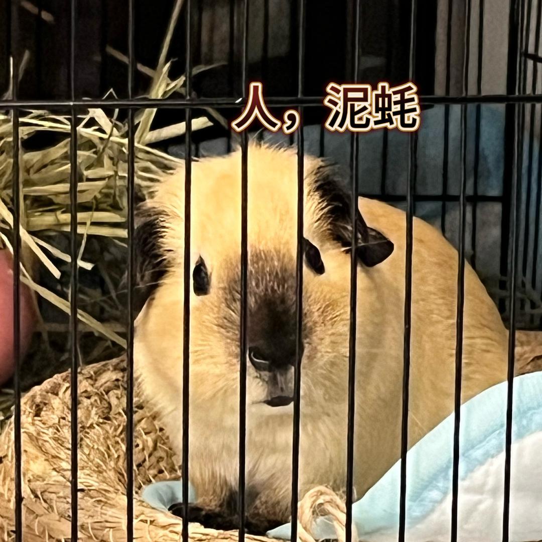 GGbond王建国不是猪